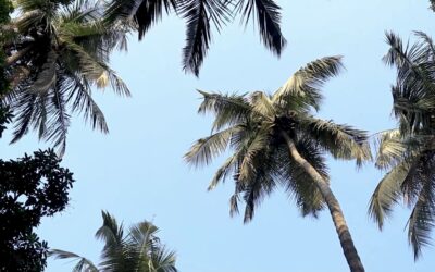 The tree Gandhiji planted in Palakkad